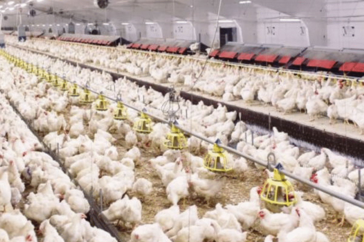 Hundreds of chickens living in a huge, crowded barn